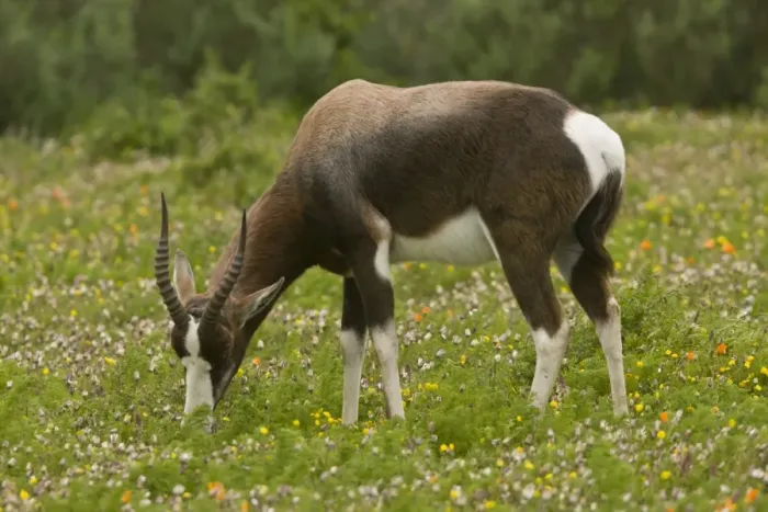Framed Print : Bontebok (Damaliscus pygargus pygargus) adult, feeding in flowery grassland, Western Cape Province, South Africa Framed Print : Bontebok (Damaliscus pygargus pygargus) adult, feeding in flowery grassland, Western Cape Province, South Africa