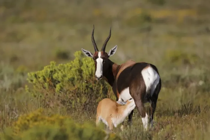Framed Print : Bontebok (Damaliscus pygargus pygargus) adult female with calf, suckling, Bontebok N. P Framed Print : Bontebok (Damaliscus pygargus pygargus) adult female with calf, suckling, Bontebok N. P
