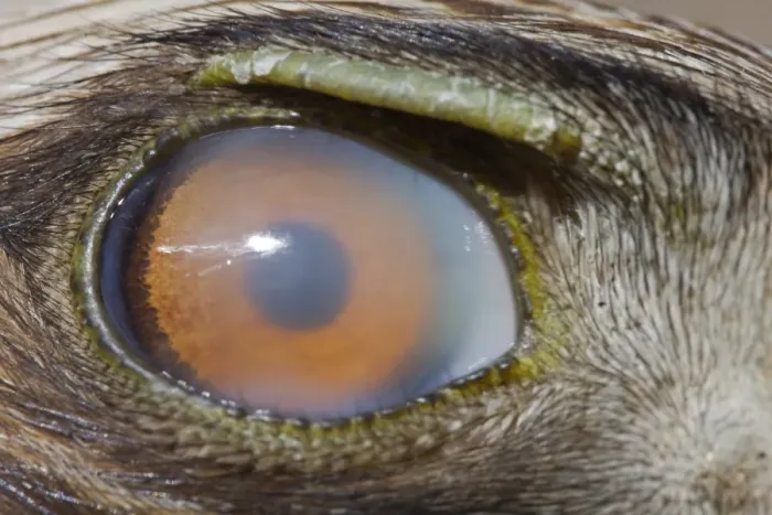 Framed Print : Booted Eagle (Hieraaetus pennatus) adult, close-up of eye with nictitating membrane, Spain, july Framed Print : Booted Eagle (Hieraaetus pennatus) adult, close-up of eye with nictitating membrane, Spain, july