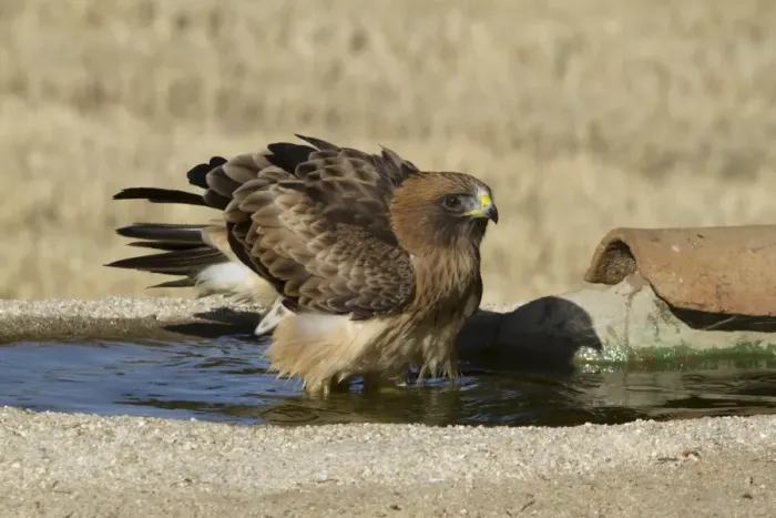 Framed Print : Booted Eagle (Hieraaetus pennatus) pale morph, bathing in pool, Castilla y Leon, Spain, August Framed Print : Booted Eagle (Hieraaetus pennatus) pale morph, bathing in pool, Castilla y Leon, Spain, August