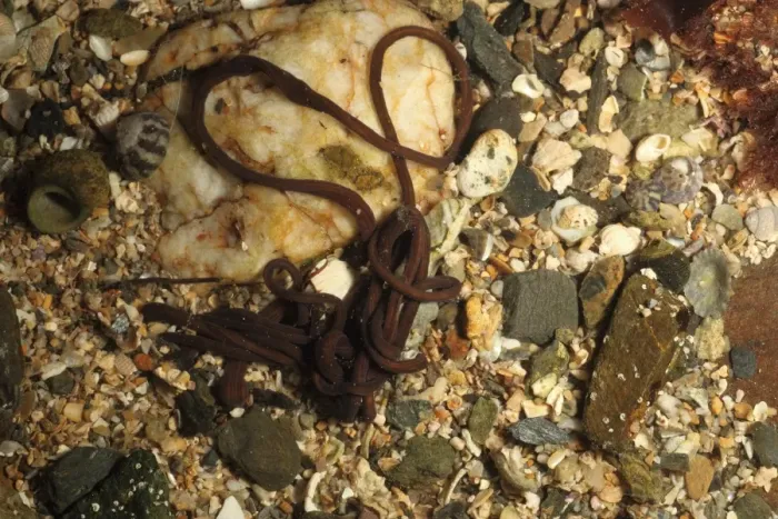Framed Print : Bootlace Worm (Lineus longissimus) adult, in rockpool at low tide, Mounts Bay, Marazion, Cornwall, England, November Framed Print : Bootlace Worm (Lineus longissimus) adult, in rockpool at low tide, Mounts Bay, Marazion, Cornwall, England, November