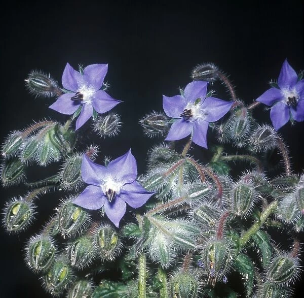 Borage (Borago officinialis) Close-up of plant in flower