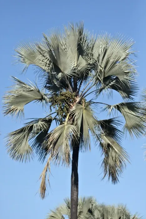 Framed Print : Borassus aethiopum is a species of Borassus palm from Africa. In English it is variously referred to as African fan Framed Print : Borassus aethiopum is a species of Borassus palm from Africa. In English it is variously referred to as African fan