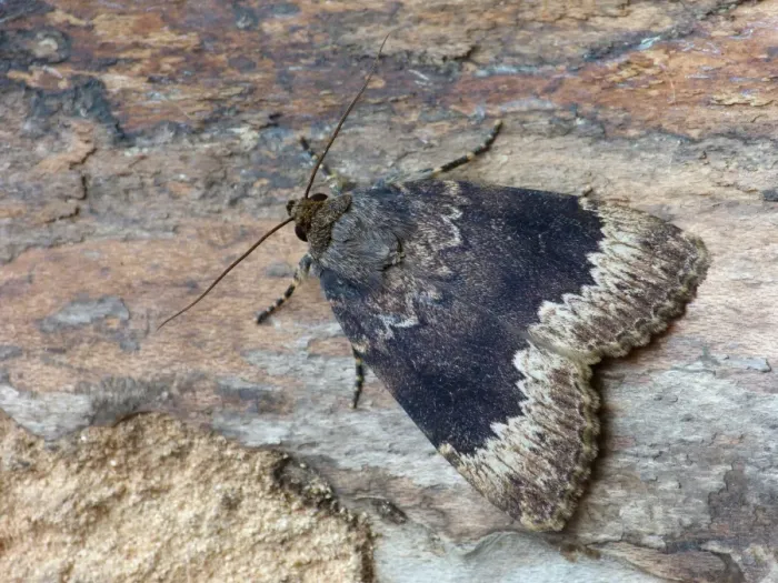 Framed Print : Bordered Copper Underwing (Amphipyra perflua) adult male, resting on log, Cannobina Valley, Piedmont, Northern Italy, june Framed Print : Bordered Copper Underwing (Amphipyra perflua) adult male, resting on log, Cannobina Valley, Piedmont, Northern Italy, june