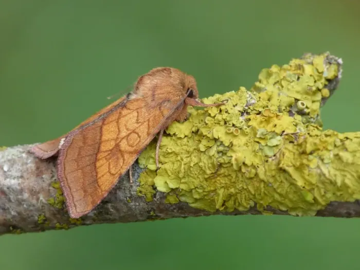 Framed Print : Bordered Sallow (Pyrrhia umbra) adult, resting on lichen covered twig, Cannobina Valley, Piedmont, Northern Italy, july Framed Print : Bordered Sallow (Pyrrhia umbra) adult, resting on lichen covered twig, Cannobina Valley, Piedmont, Northern Italy, july