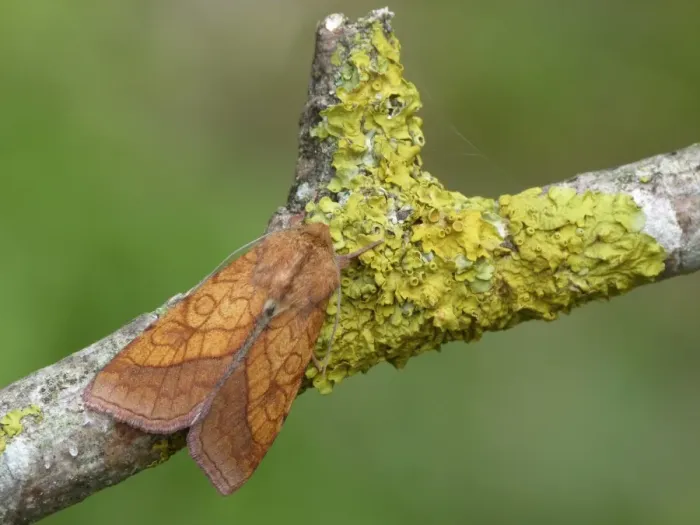 Framed Print : Bordered Sallow (Pyrrhia umbra) adult, resting on lichen covered twig, Cannobina Valley, Piedmont, Northern Italy, july Framed Print : Bordered Sallow (Pyrrhia umbra) adult, resting on lichen covered twig, Cannobina Valley, Piedmont, Northern Italy, july