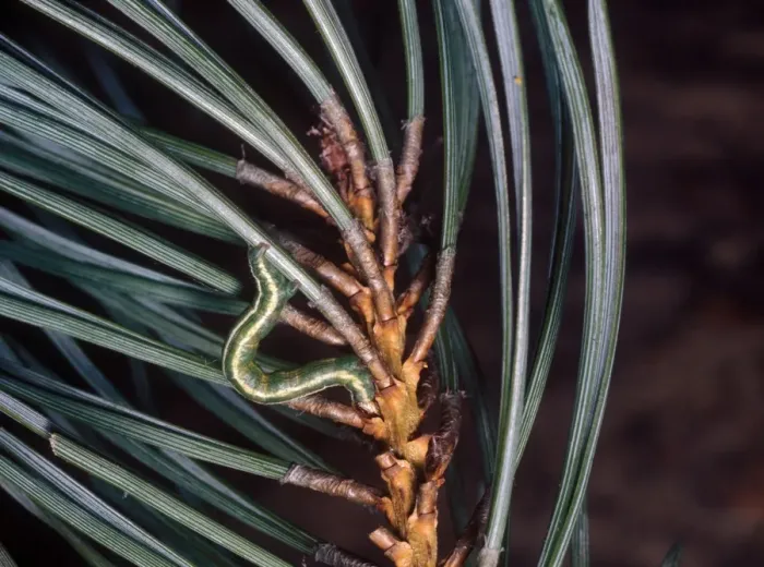 Framed Print : Bordered White Moth (Bupalus spiniaria) Larva (caterpillar) looping along pine needles Framed Print : Bordered White Moth (Bupalus spiniaria) Larva (caterpillar) looping along pine needles