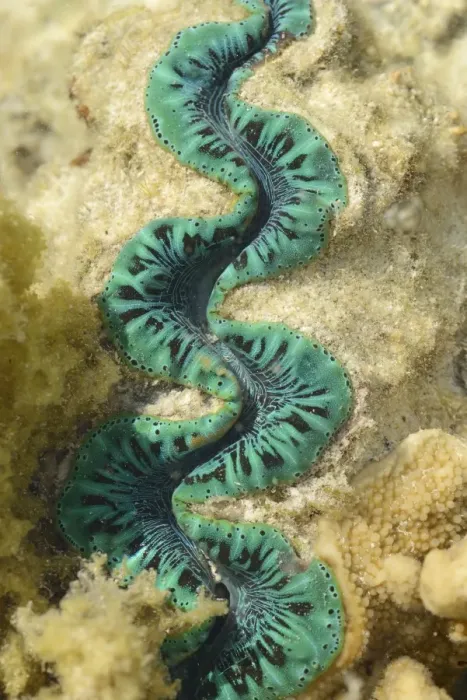 Framed Print : Boring Clam (Tridacna crocea) adult, close-up of mantle, in shallow water at low tide, Queensland, Australia, November