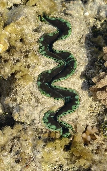 Boring Clam (Tridacna crocea) adult, close-up of mantle, in shallow water at low tide, Queensland, Australia, November