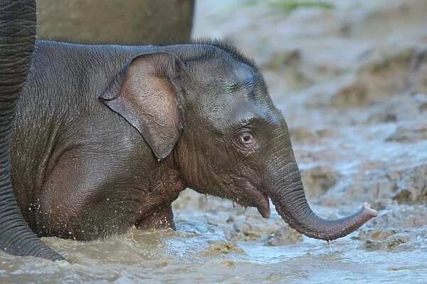 Bornean Elephant (Elephas maximus borneensis) baby, in primary rainforest river, Kinabatangan River, Sukau, Sabah