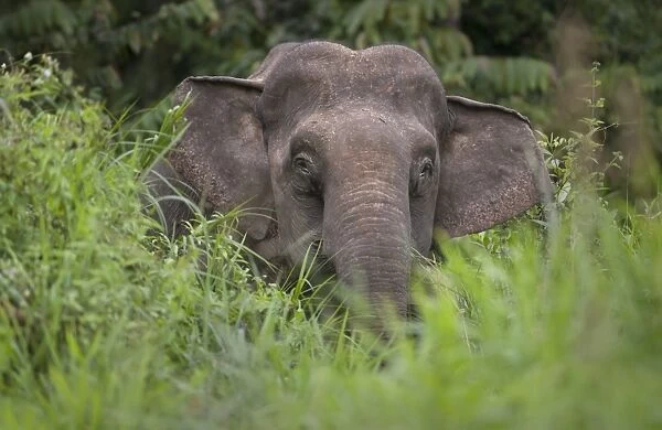 Bornean Elephant (Elephas maximus borneensis) adult female, standing amongst grass at edge of rainforest