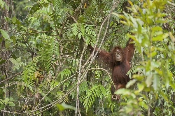 Bornean Orang-utan (Pongo pygmaeus) subadult female, clinging to branches in rainforest, Malaysian Borneo, Borneo