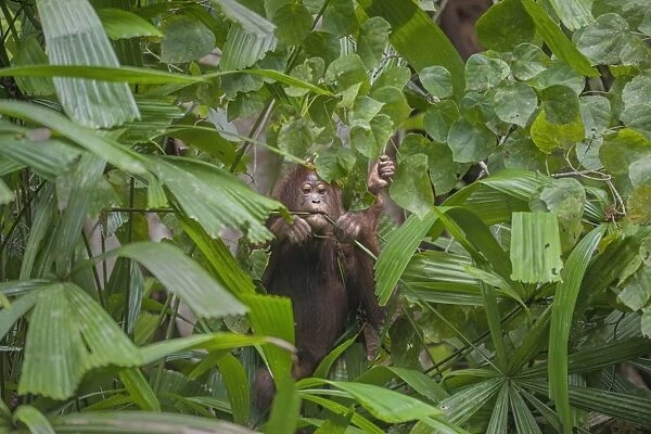 Bornean Orang-utan (Pongo pygmaeus) subadult female, feeding on wild ginger in rainforest, Malaysian Borneo, Borneo