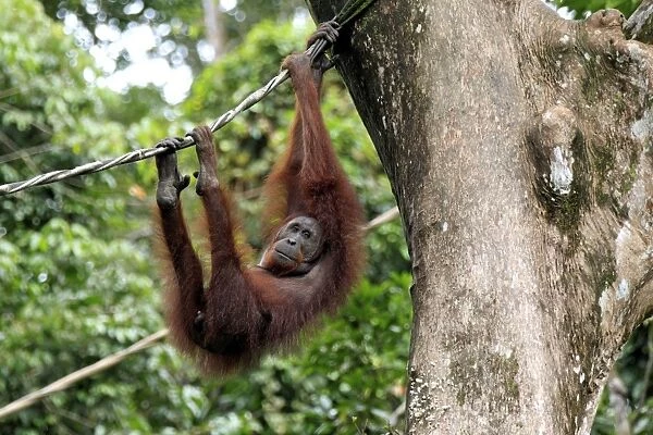 Bornean Orang-utan (Pongo pygmaeus) adult female, hanging from rope in tree, Sepilok Rehabilitation Centre, Sabah