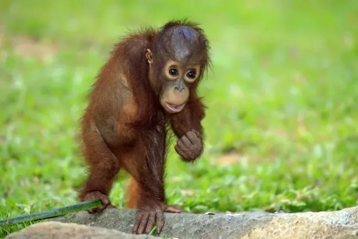 Framed Print : Bornean Orang-utan (Pongo pygmaeus) young, standing on ground (captive) Framed Print : Bornean Orang-utan (Pongo pygmaeus) young, standing on ground (captive)
