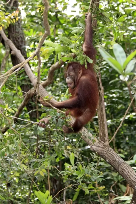 Framed Print : Bornean Orang-utan (Pongo pygmaeus) young, feeding on leaves in tree, Sabah, Borneo, Malaysia Framed Print : Bornean Orang-utan (Pongo pygmaeus) young, feeding on leaves in tree, Sabah, Borneo, Malaysia