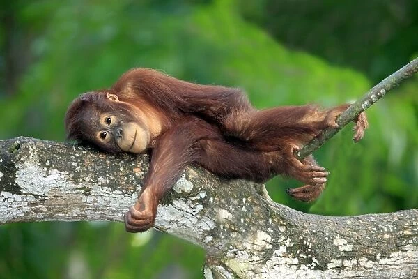 Bornean Orang-utan (Pongo pygmaeus) young, resting on branch (captive)