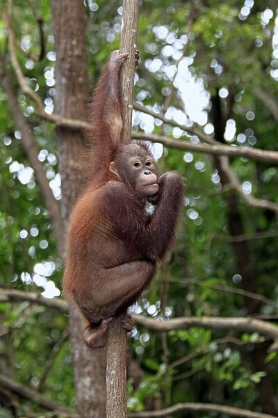 Bornean Orang-utan (Pongo pygmaeus) young, sitting in tree, Sabah, Borneo, Malaysia