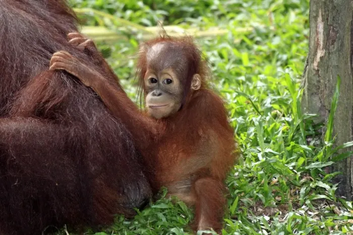 Framed Print : Bornean Orang-utan (Pongo pygmaeus) young with mother, sitting on ground (captive) Framed Print : Bornean Orang-utan (Pongo pygmaeus) young with mother, sitting on ground (captive)