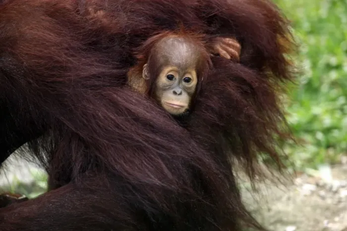 Framed Print : Bornean Orang-utan (Pongo pygmaeus) young with mother (captive) Framed Print : Bornean Orang-utan (Pongo pygmaeus) young with mother (captive)
