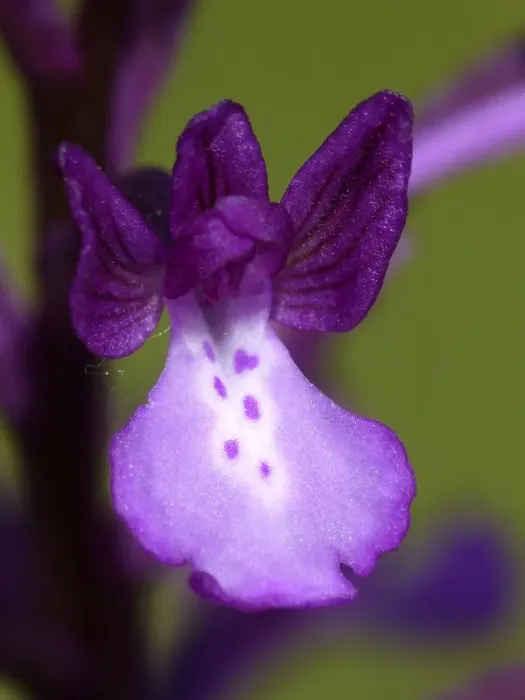 Framed Print : Bory's Orchid (Orchis boryi) close-up of flower, growing in meadow, Peloponesos, Southern Greece, april Framed Print : Bory's Orchid (Orchis boryi) close-up of flower, growing in meadow, Peloponesos, Southern Greece, april