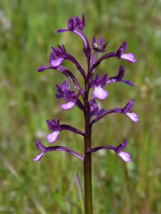 Framed Print : Bory's Orchid (Orchis boryi) flowerspike, growing in meadow, Peloponesos, Southern Greece, april Framed Print : Bory's Orchid (Orchis boryi) flowerspike, growing in meadow, Peloponesos, Southern Greece, april