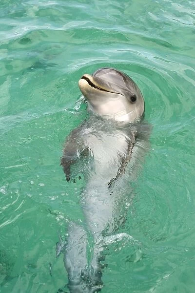 Bottle-nosed Dolphin (Tursiops truncatus) Adult swimming, Roatan, Honduras, Caribbean Sea