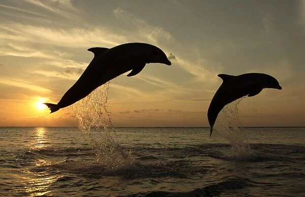 Bottle-nosed Dolphin (Tursiops truncatus) Adults leaping at sunset, Roatan, Honduras, Caribbean Sea