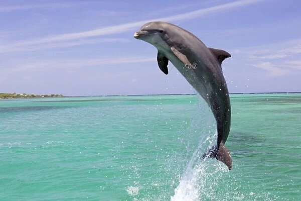 Bottle-nosed Dolphin (Tursiops truncatus) Adult leaping from water, Roatan, Honduras, Caribbean Sea