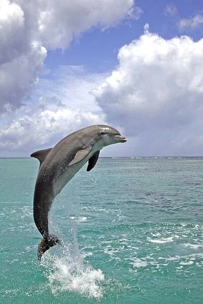 Bottle-nosed Dolphin (Tursiops truncatus) Adult leaping from water, Roatan, Honduras, Caribbean Sea