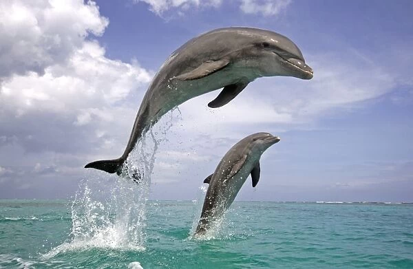 Bottle-nosed Dolphin (Tursiops truncatus) Adults leaping from water, Roatan, Honduras, Caribbean Sea
