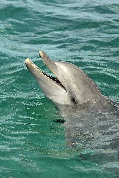 Bottle-nosed Dolphin (Tursiops truncatus) Adult with head out of water, Roatan, Honduras, Caribbean Sea