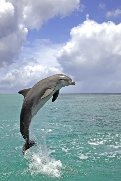 Framed Print : Bottle-nosed Dolphin (Tursiops truncatus) Adult leaping from water, Roatan, Honduras, Caribbean Sea Framed Print : Bottle-nosed Dolphin (Tursiops truncatus) Adult leaping from water, Roatan, Honduras, Caribbean Sea