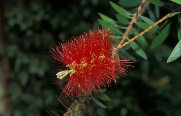 Framed Print : Bottlebrush (Callistemon citrinus var. Splendens) Flower cluster Framed Print : Bottlebrush (Callistemon citrinus var. Splendens) Flower cluster
