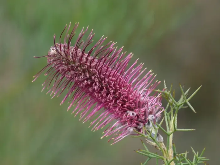 Framed Print : Bottlebrush Grevillea (Grevillea paradoxa) close-up of flowerspike, Western Australia, Australia Framed Print : Bottlebrush Grevillea (Grevillea paradoxa) close-up of flowerspike, Western Australia, Australia