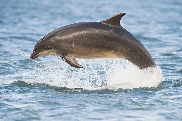 Bottlenose Dolphin (Tursiops truncatus) adult, with tooth rakes from conspecific interaction, leaping, Moray Firth, Scotland, july