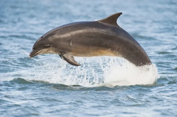 Framed Print : Bottlenose Dolphin (Tursiops truncatus) adult, with tooth rakes from conspecific interaction, leaping, Moray Firth, Scotland, july Framed Print : Bottlenose Dolphin (Tursiops truncatus) adult, with tooth rakes from conspecific interaction, leaping, Moray Firth, Scotland, july