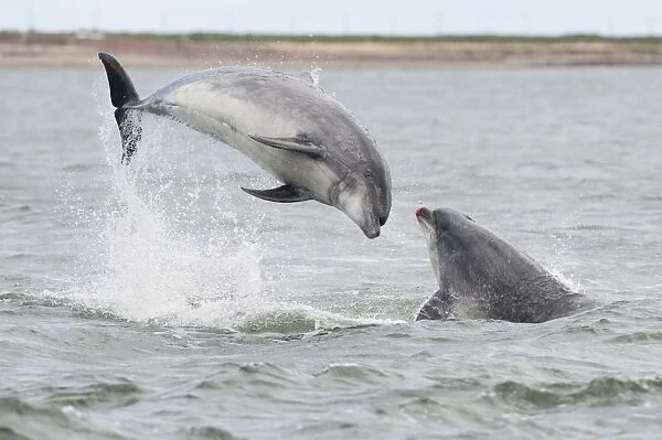 Bottlenose Dolphin (Tursiops truncatus) two adults, breaching, aggressive social behaviour, Moray Firth, Scotland, july