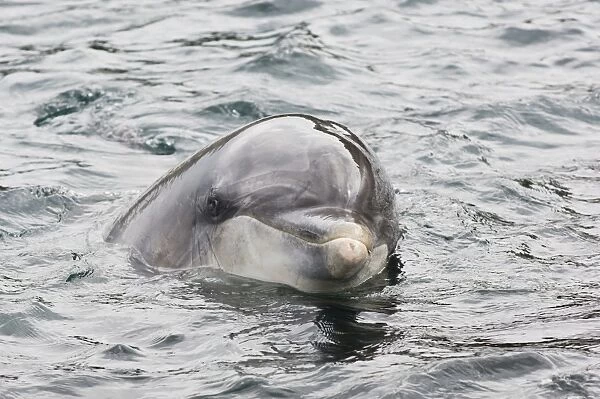 Bottlenose Dolphin (Tursiops truncatus) Dusty, solitary friendly adult female, close-up of head, County Clare, Ireland