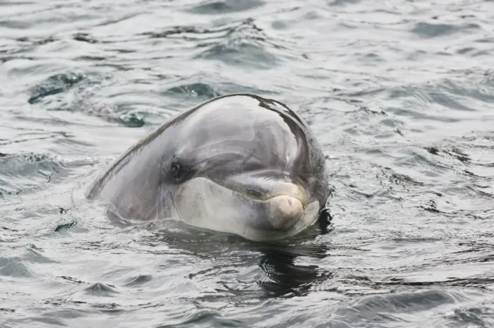 Framed Print : Bottlenose Dolphin (Tursiops truncatus) Dusty, solitary friendly adult female, close-up of head, County Clare, Ireland