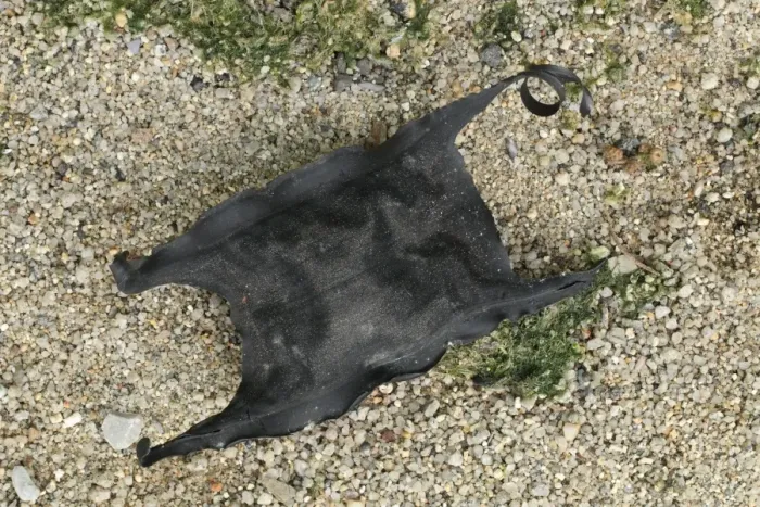 Framed Print : Bottlenose Skate (Rostroraja alba) Mermaids Purse eggcase (collection image) Framed Print : Bottlenose Skate (Rostroraja alba) Mermaids Purse eggcase (collection image)