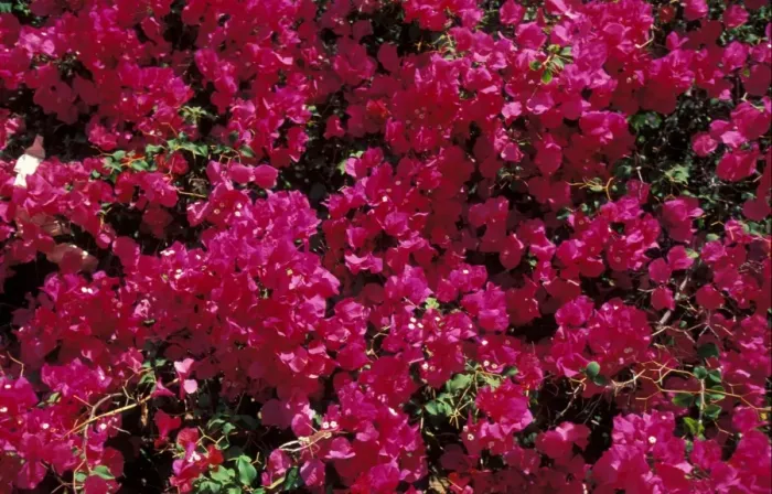 Framed Print : Bougainvillea Framed Print : Bougainvillea