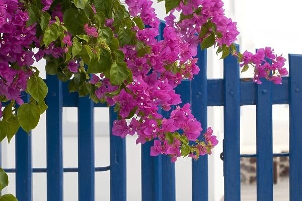 Bougainvillea (Bougainvillea sp. ) close-up of flowers and bracts, growing beside blue garden gate, Santorini, Cyclades