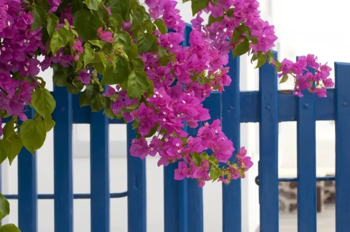 Framed Print : Bougainvillea (Bougainvillea sp. ) close-up of flowers and bracts, growing beside blue garden gate, Santorini, Cyclades Framed Print : Bougainvillea (Bougainvillea sp. ) close-up of flowers and bracts, growing beside blue garden gate, Santorini, Cyclades