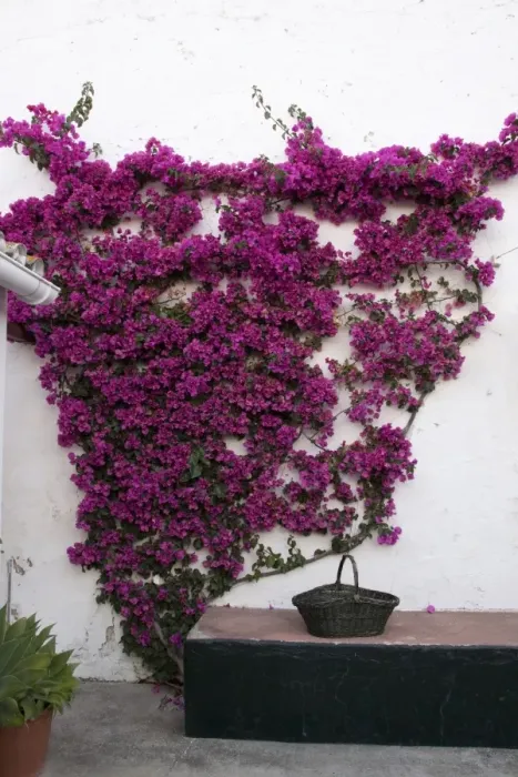 Framed Print : Bougainvilleas are popular ornamental plants in most areas with warm climates Framed Print : Bougainvilleas are popular ornamental plants in most areas with warm climates