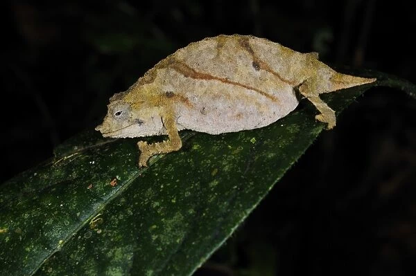 Boulenger's Pygmy Chameleon (Rhampholeon boulengeri) adult, sleeping on leaf, typical pale colour at night, in montane rainforest, Nyungwe Forest N. P. Rwanda