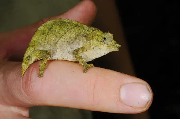 Framed Print : Boulenger's Pygmy Chameleon (Rhampholeon boulengeri) adult, clinging to finger, in montane rainforest, Nyungwe Forest N. P. Rwanda Framed Print : Boulenger's Pygmy Chameleon (Rhampholeon boulengeri) adult, clinging to finger, in montane rainforest, Nyungwe Forest N. P. Rwanda