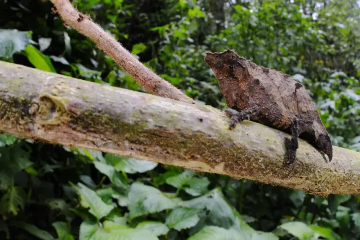 Framed Print : Boulengers Pygmy Chameleon (Rhampholeon boulengeri) adult, on branch in montane rainforest, Nyungwe Forest N. P. Rwanda Framed Print : Boulengers Pygmy Chameleon (Rhampholeon boulengeri) adult, on branch in montane rainforest, Nyungwe Forest N. P. Rwanda