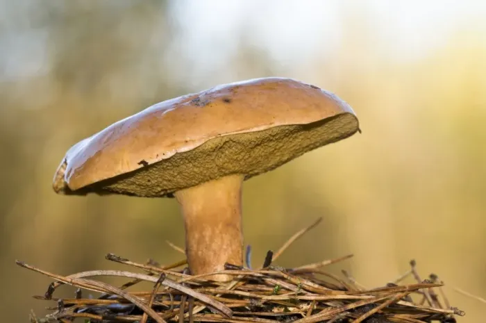 Framed Print : Bovine Bolete (Suillus bovinus) fruiting body, growing amongst fallen pine needles, Brede High Woods, West Sussex Framed Print : Bovine Bolete (Suillus bovinus) fruiting body, growing amongst fallen pine needles, Brede High Woods, West Sussex