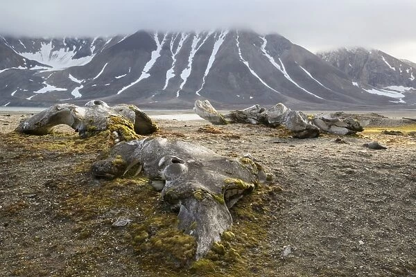 Bowhead Whale (Balaena mysticetus) bones near shore in fjord, Hornsund, Spitsbergen, Svalbard, August